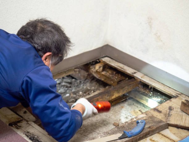 Best Residential Mold Removal  in Mccrory, AR