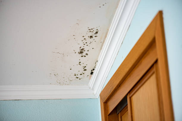 Best Office Mold Removal Services  in Mccrory, AR