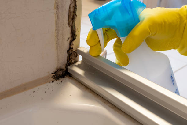 Best Commercial Mold Removal  in Mccrory, AR