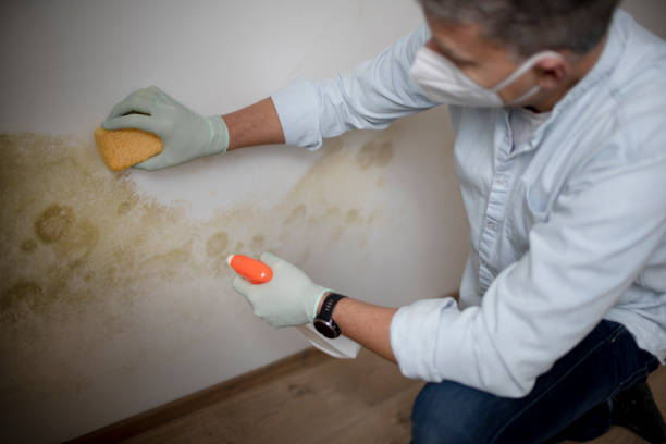 Best Mold Damage Repair  in Mccrory, AR