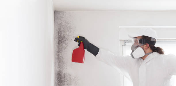 Certified Mold Removal in Mccrory, AR