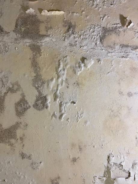Best Emergency Mold Removal  in Mccrory, AR