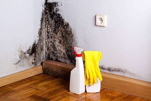 Best Mold Remediation  in Mccrory, AR