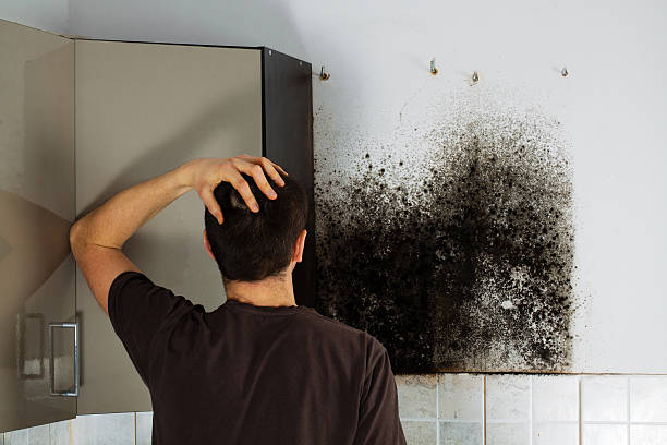 Best Local Mold Removal Service  in Mccrory, AR