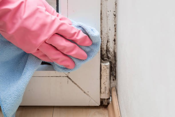 Best Mold Testing  in Mccrory, AR