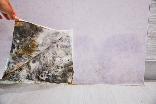 Mold Removal Process in Mccrory, AR